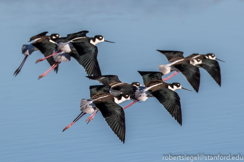 baylands